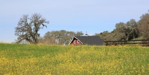 Sonoma Wine Tours